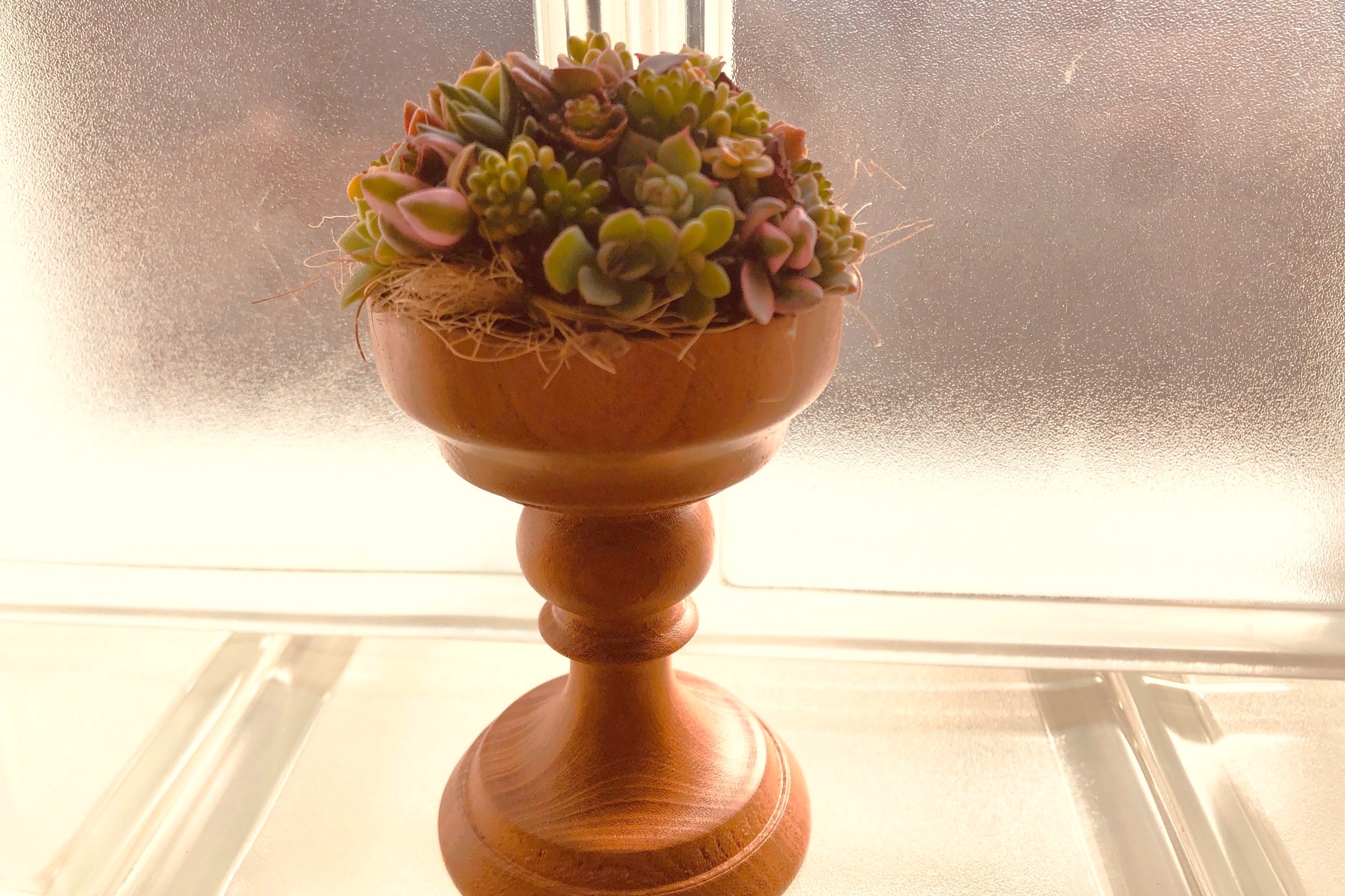 多肉植物の寄せ植え